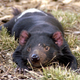 Un demonio de Tasmania. Imagen: Wayne McLean / Wikipedia